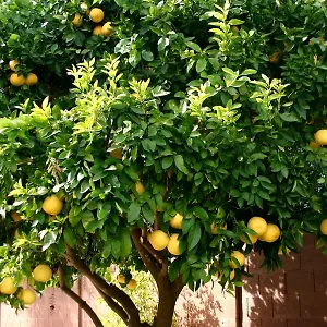 *** Gasthuis Lemon Tree Kroatië